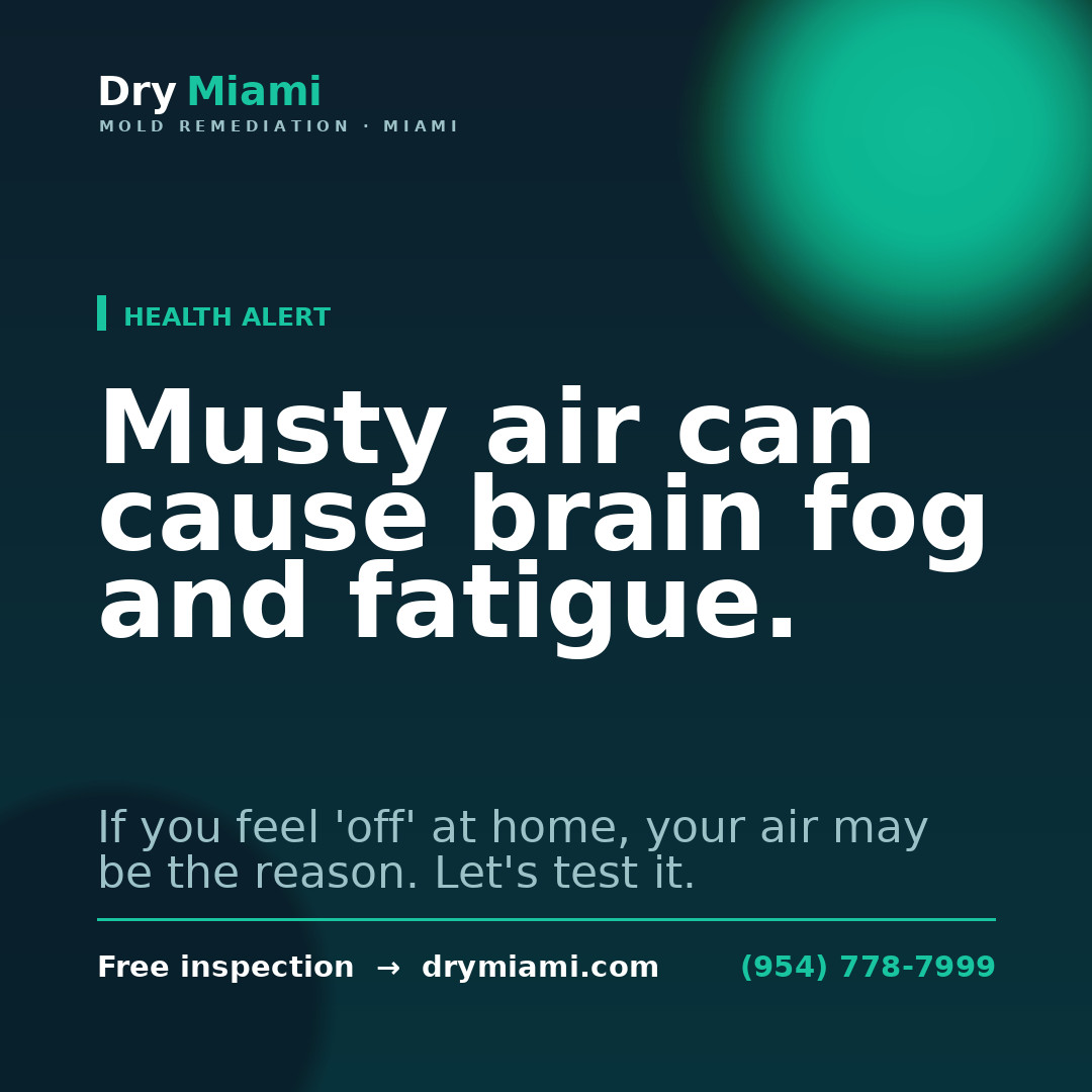 DIY Mold Removal vs. Hiring a Pro in Miami: A Comparison