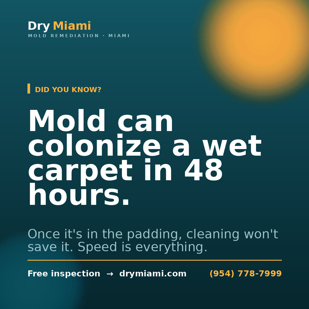 How Long Does Professional Mold Remediation Take?