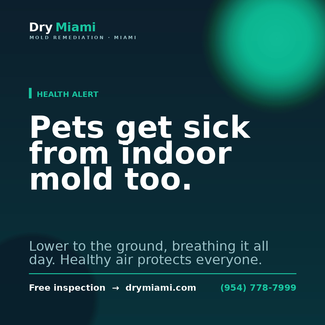 Choosing a Licensed Mold Remediation Company in Florida