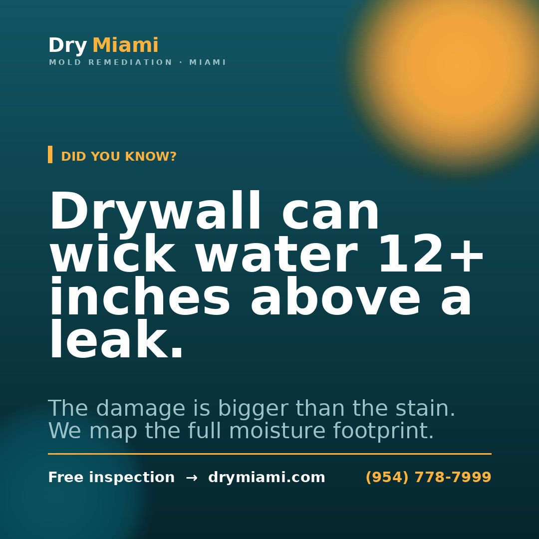 Selling a Home with Mold in Miami: Essential Tips