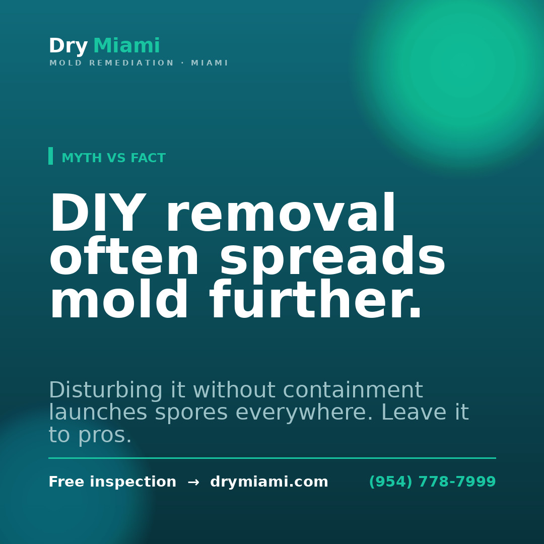Mold Inspection vs. Testing: What Do You Need?