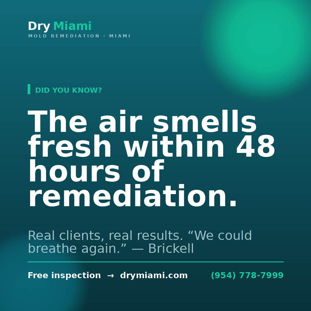 Prevent Mold After a Hurricane or Flood in South Florida