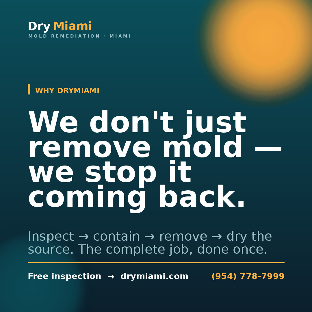 Mold and Your Health: Symptoms Every Miami Family Should Know