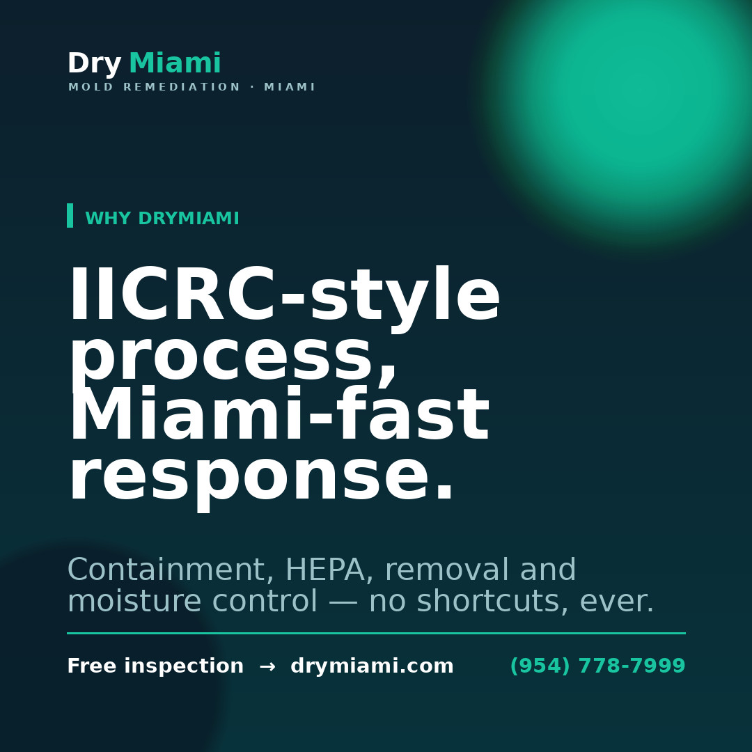 Mold Removal Cost in Miami: A Complete Price Guide